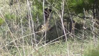 Заяц-русак. ( Lepus europaeus ) Заяц-русак. ( Lepus europaeus )