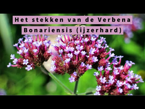 Video: Verbena officinalis: mediese gebruik en verbouing