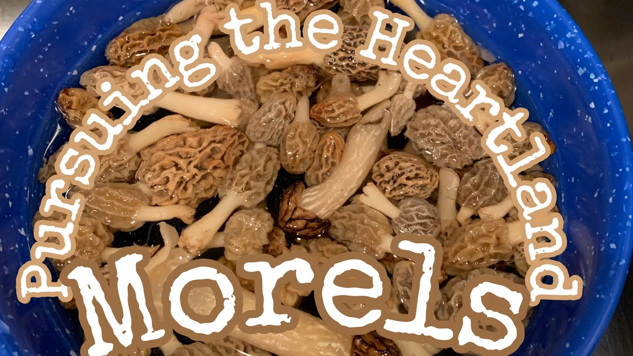 First MORELS OF 23’ sc INDIANA. YouTube