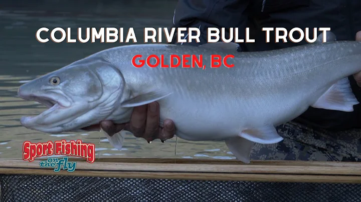 FLY FISHING: COLUMBIA RIVER BULL TROUT - PART 1