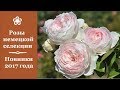 ❀ Розы немецкой селекции. Новинки 2017 года