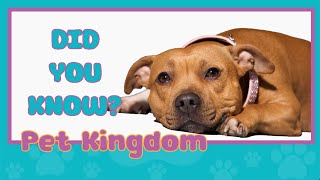 Pit Bull Breeds Don't Exist and You're Wrong - Pet Kingdom Facts by Pet Kingdom 77 views 1 year ago 3 minutes, 31 seconds