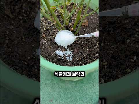 설탕 한 스푼의 마법! 죽어가는 식물 살리고 꽃 대박 터지는 비결 4가지