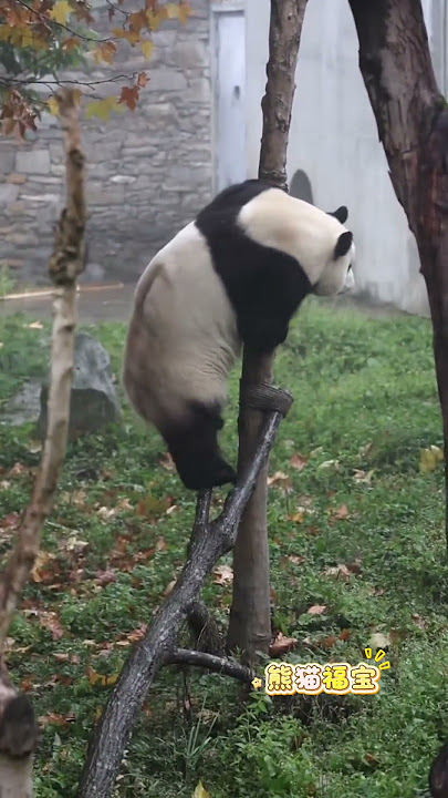 The panda snaps the branch, loses gravity and plummets—thrilling landing! #panda