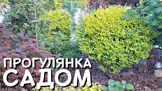 🌳 ПРОГУЛЯНКА САДОМ. ПІДСУМКИ КВІТНЯ