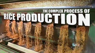 Why Rice Farming is More Complex Than You Think