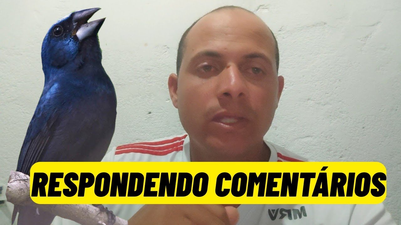 Azulão tá com muita ordem em casa mas não quer cantar no mato, RESPONDENDO INSCRITOS