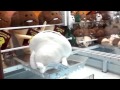 UFOキャッチャー おさわり探偵 なめこ図鑑BIGぬいぐるみ