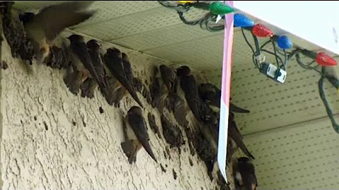 Swallows swallow: Alberta home taken over by migratory birds - DayDayNews