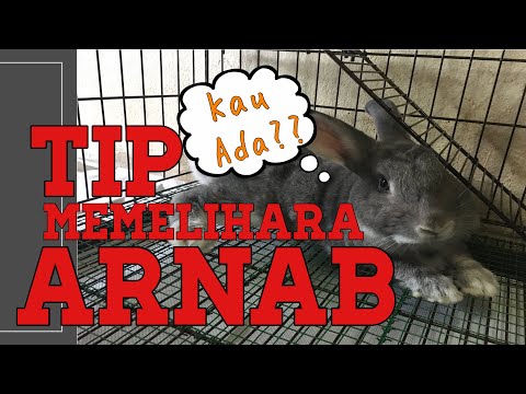 Video: Cara Menjaga Arnab Domestik