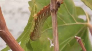 WHAT IS EATING YOUR GRAPE LEAVES? Achemon sphinx moth larva on Thompson Seedless grapevine!