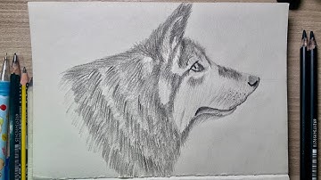 How To Draw a Wolf for Beginners | Sketch Art Lesson (Step by Step)