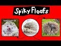 Spiky floofs cactus hamsters  heb hobsinternet names for hedgehogs