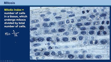 old mitosis mitotic index