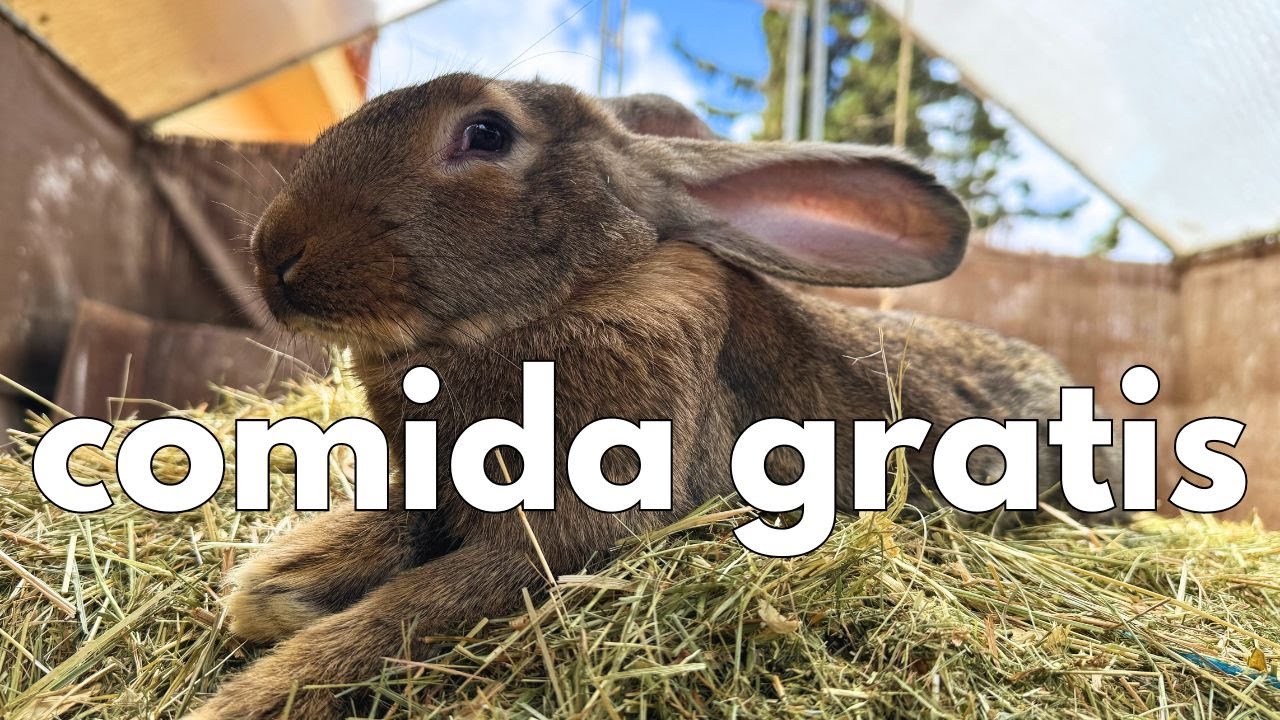 Criar conejos podría salirte GRATIS !🐰(te cuento cómo)