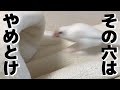 穴に入ったらヤツがいた