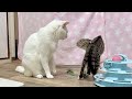 張り切りすぎた子猫。やんのかステップが炸裂!【ひまわり&屋台兄弟日記】The kitten got so hyped up and started crab-walking