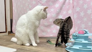 張り切りすぎた子猫。やんのかステップが炸裂！【ひまわり＆屋台兄弟日記】The kitten got so hyped up and started crab-walking