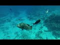 Два Наполеона в бухте Sharks bay. The Napoleon fish. Red sea. Egypt. Великолепный подводный мир