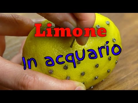 Limone in acquario: abbassare il ph, aumentare la co2 e dosare il ferro con un metodo fai da te!