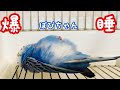 【セキセイインコ】ママに群がるインコたち&熟睡する仰向けぽぴちゃんとぴっぴ。Budgerigar
