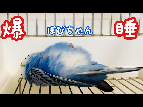 セキセイインコ】ママに群がるインコたち&熟睡する仰向けぽぴちゃんと