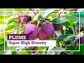 Plum trees | Super High Density System