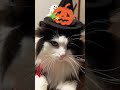 ハロウィン仮装猫様りん様バージョンキリッとした目がヴァンパイア感アリ #shorts #cat #猫