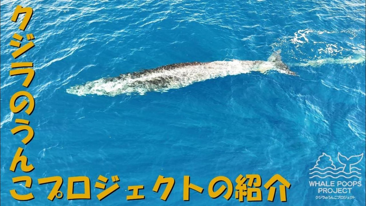 クジラのうんこプロジェクト | 大方ホエールウォッチング