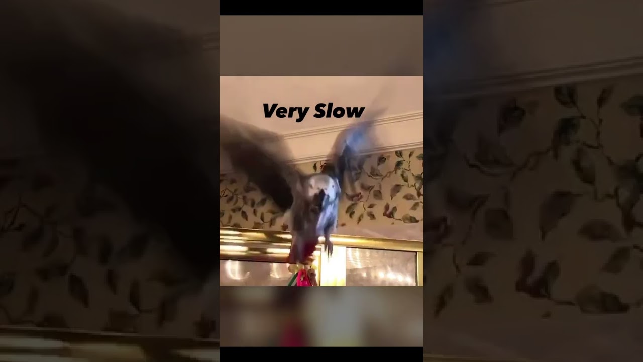 I love to attack the camera! 