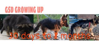 german shepherd puppy growing up from 30 days to 8 months ||