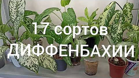 17 сортов диффенбахии