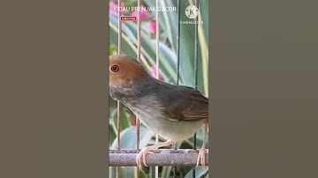 MASTERAN PRENJAK BETINA Ngetir Panjang Memanggil PRENJAK JANTAN. Shorts#