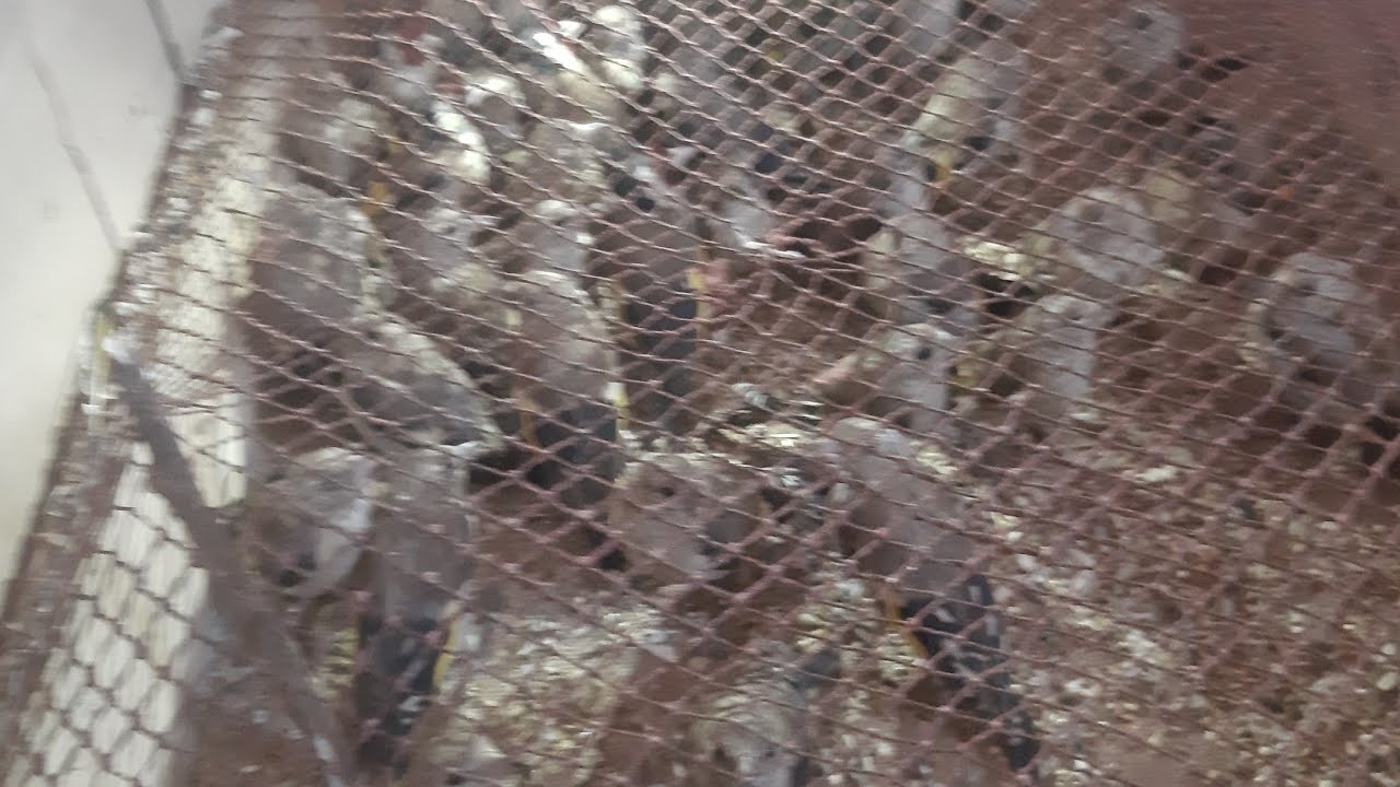 أخيرا ... ظهر فرخ طائر الحسون وهذه هي الأماكن التي يتواجد فيها بكثرة!!2024