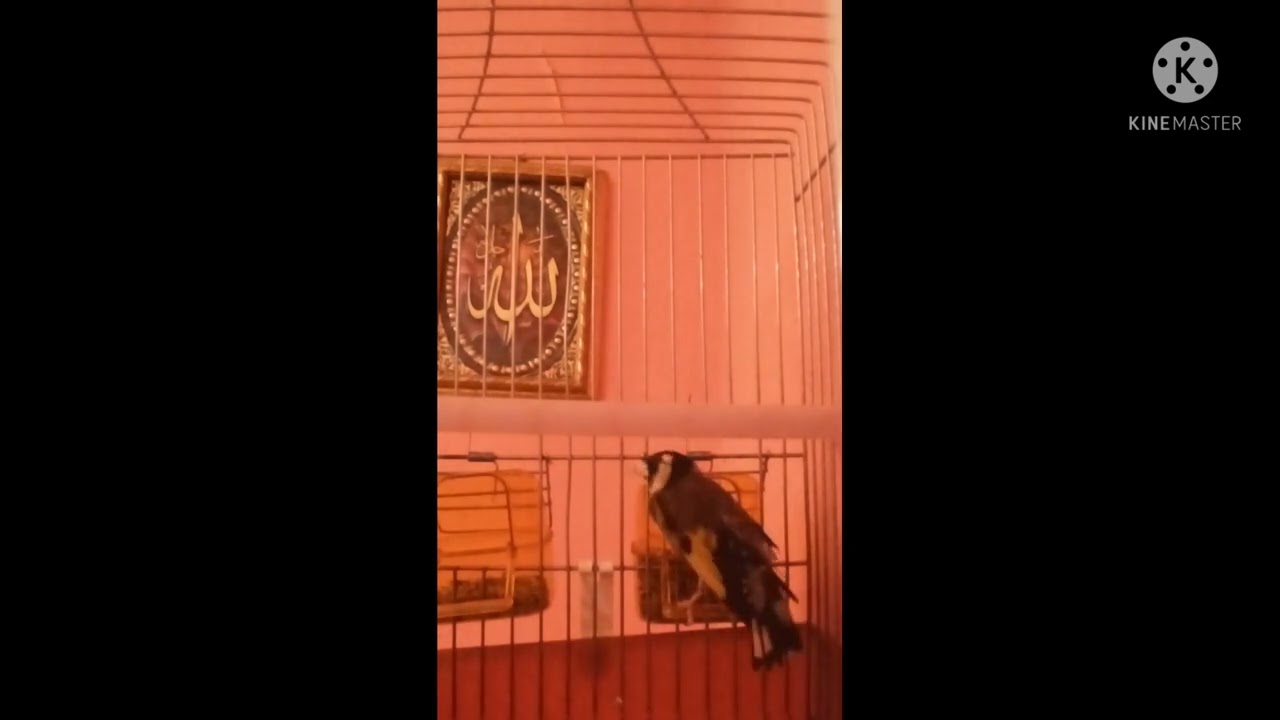 المتعة مع الخلوي (بومدفع)