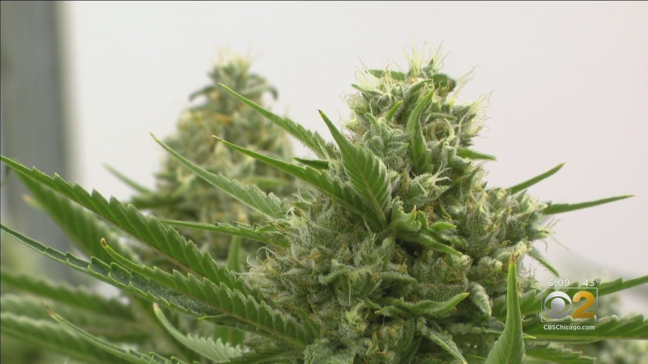 Illinois medical marijuana dispensaries limit sales youtube