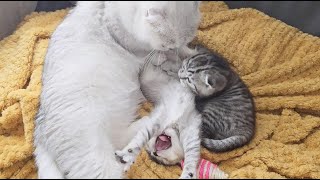 Mom cat woke up the kittens