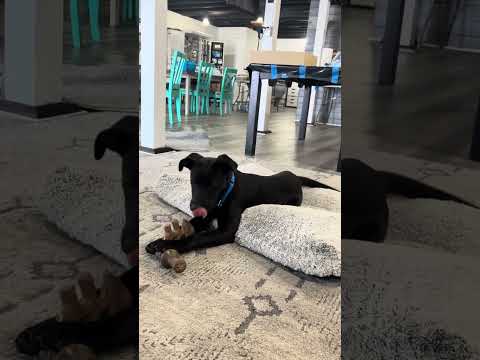 Roscoe enjoys his chew toys