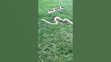 reticulated python #shorts #viral