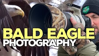 Bald Eagles EVERYWHERE! - Wildlife Photography