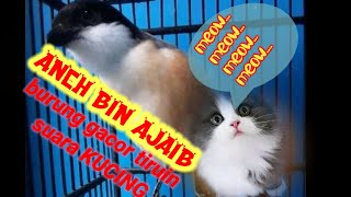 cendet menirukan suara kucing