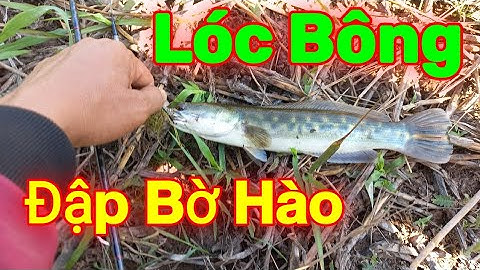 Trãi nghiệm Câu Cá Lóc Bông Đập Bờ Hào Trị An | Quang Hưng Vlog