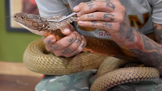 Removing STUCK SHED off my KING COBRA 🐍 by Tyler Nolan 53,151 views 2 weeks ago 36 minutes