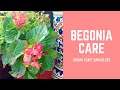 How to grow and care for the Begonia