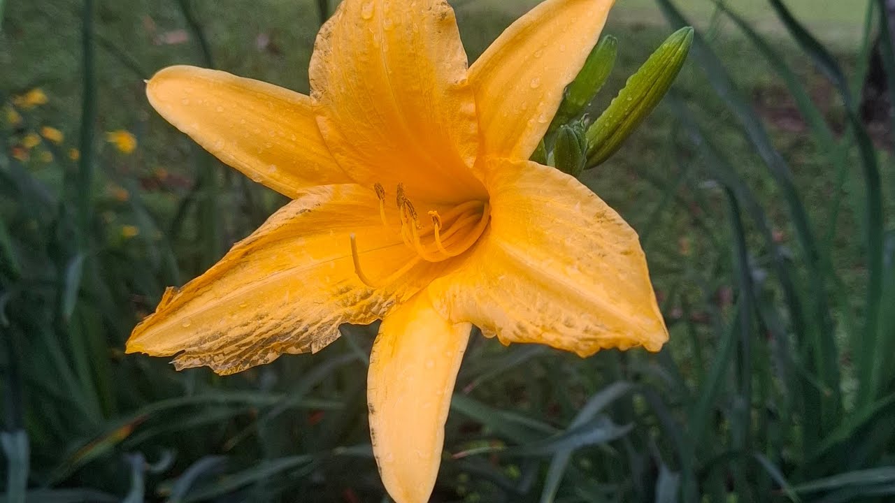 🌻PUNTOMAGICO🧶 está en vivo