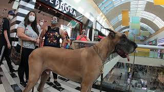 Cash 2.0 Great Dane visits an indoor shopping mall 7