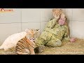 Милые котята - львята и тигрята. Наслаждайтесь позитивом. Тайган. Lion and tiger cubs. Taigan.