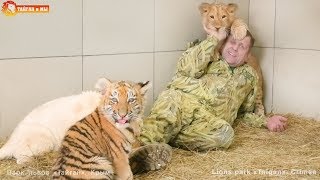 Cute kittens - lion cubs and tiger cubs. Enjoy the positive. Taigan