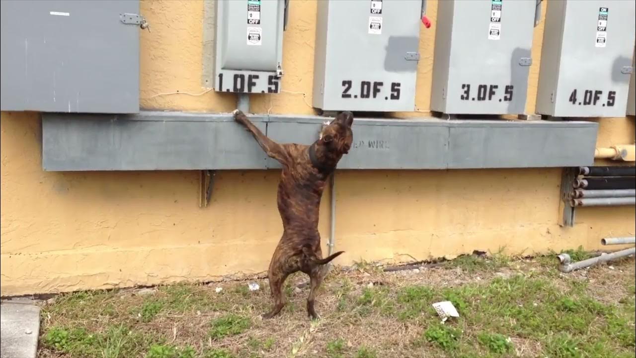 PITBULL JUMPING ON THE WALL TRYING TO CATCH SQUIRREL !!! YouTube