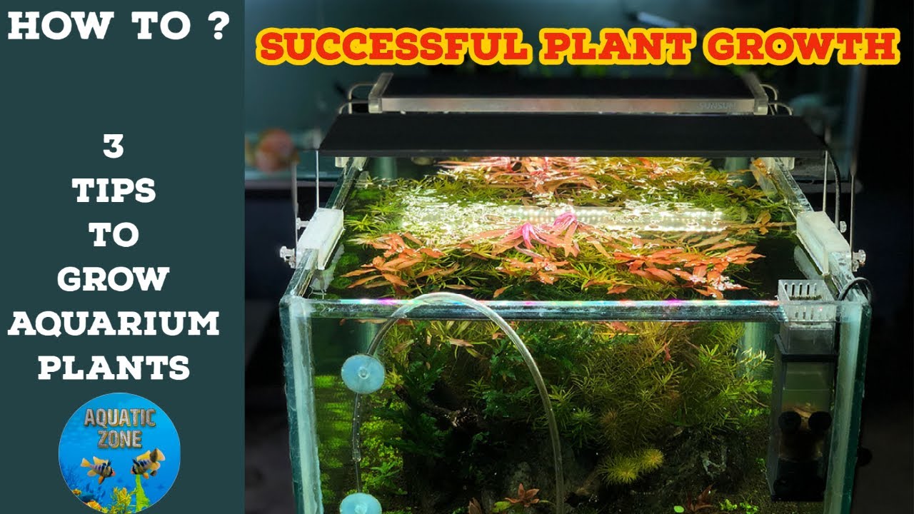 Grow Your Aquarium Plants Healthy With These Steps 3 Important Thing
